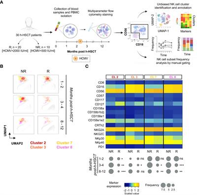 Persistence of KIRneg NK cells after haploidentical hematopoietic stem cell transplantation protects from human cytomegalovirus infection/reactivation